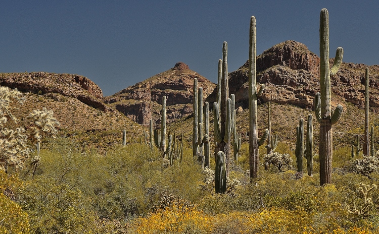desert floor